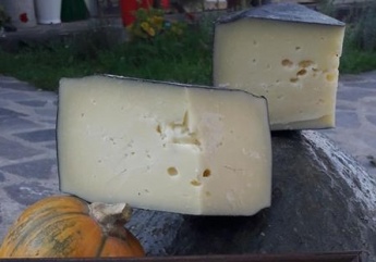 Félkemény sajt tehéntejből